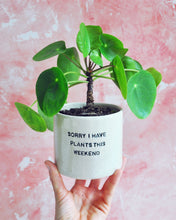 Carica l'immagine nel visualizzatore di Gallery, Elisa Ceramics Plans Planter