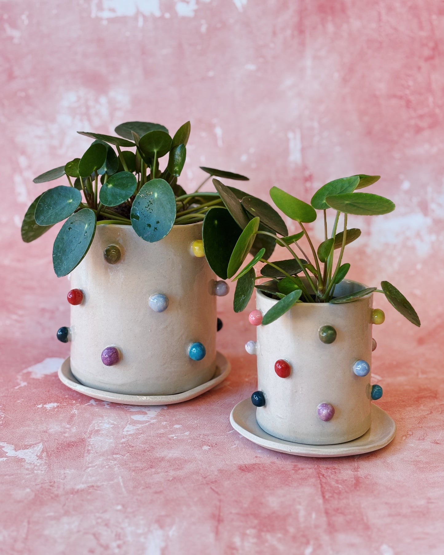 Two small potted plants in white pots with colorful polka dots on a pink background