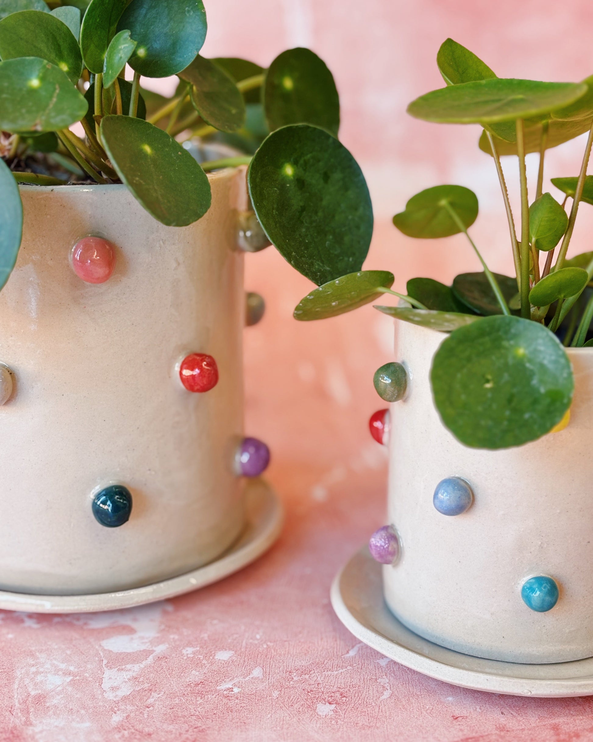 Two small potted plants with colorful dot decorations on a pink surface