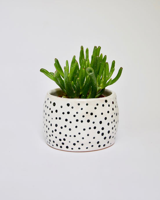 Elisa Ceramics Black Polkadots Planter