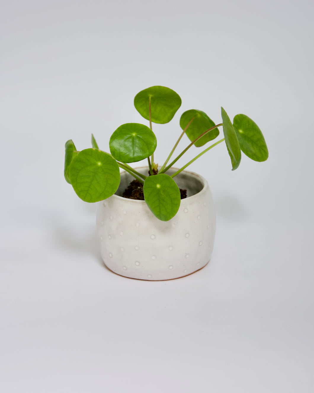 Elisa Ceramics Delicate Planter