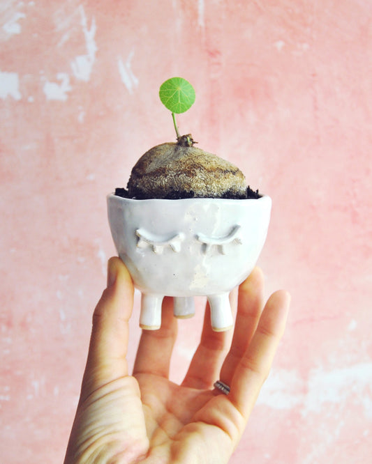 White Feet Planter - Small with a sprouting plant, handmade stoneware design, ideal for cute succulents.